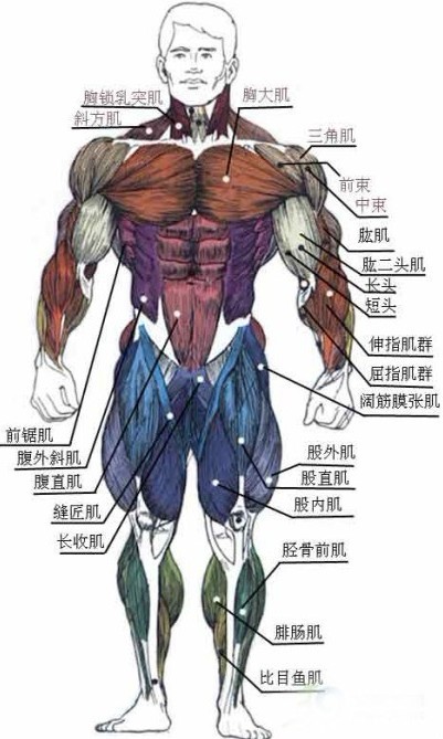 健身健美一定要了解的人体肌肉群图解