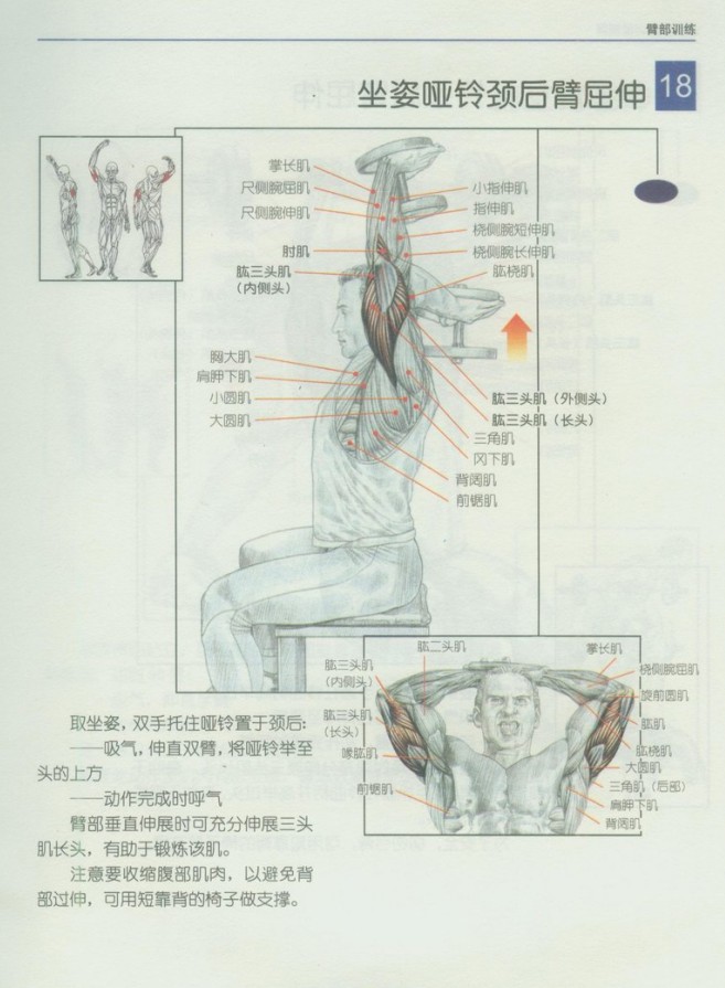 坐姿哑铃颈后臂屈伸.jpg