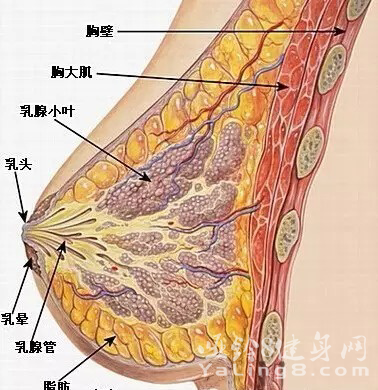 <em>女生锻炼胸肌</em>会变小吗?<em>女生</em>练胸肌会变硬吗?