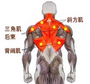 俯立哑铃侧平举对背阔肌的中上部、斜方肌的中束也有明显的刺激作用