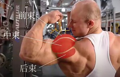 三角肌