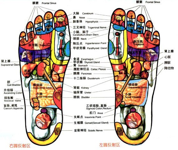 足底经络