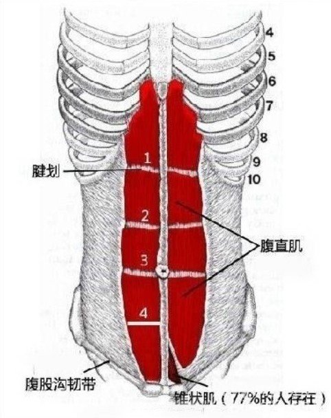 全方位说腹肌