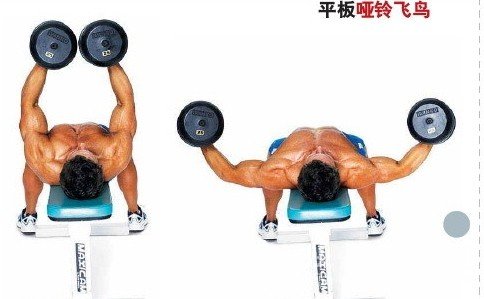 怎样才能让胸肌变大