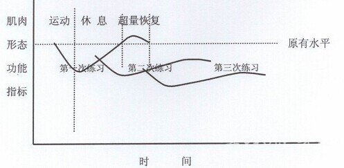 肌肉超量恢复原理及运用