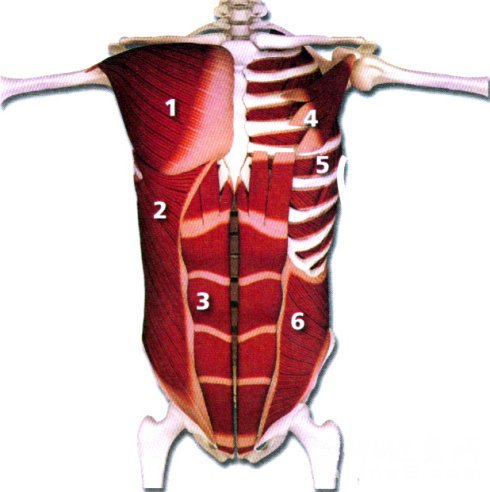 胸大肌、腹肌—史上最全肌肉部位图解