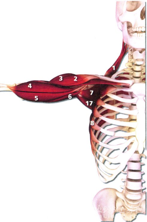 三角肌—史上最全肌肉部位图解