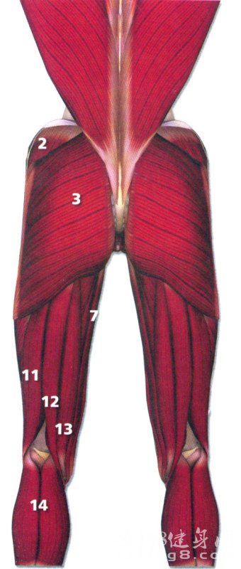 史上最全肌肉部位图解