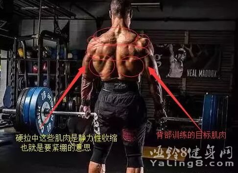 背部肌肉图解