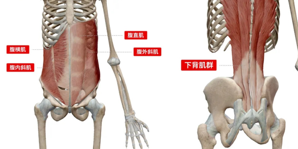 怎么做核心力量收紧